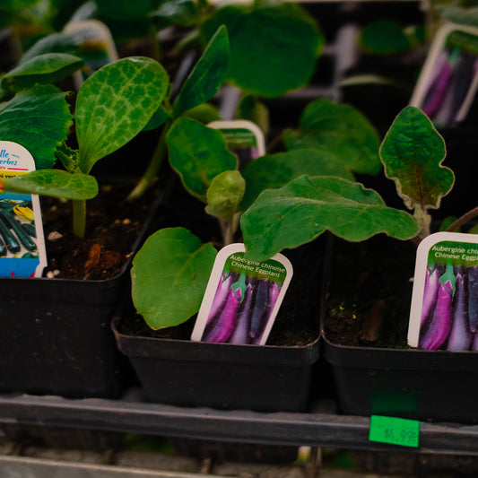 Purple eggplants (4.5")