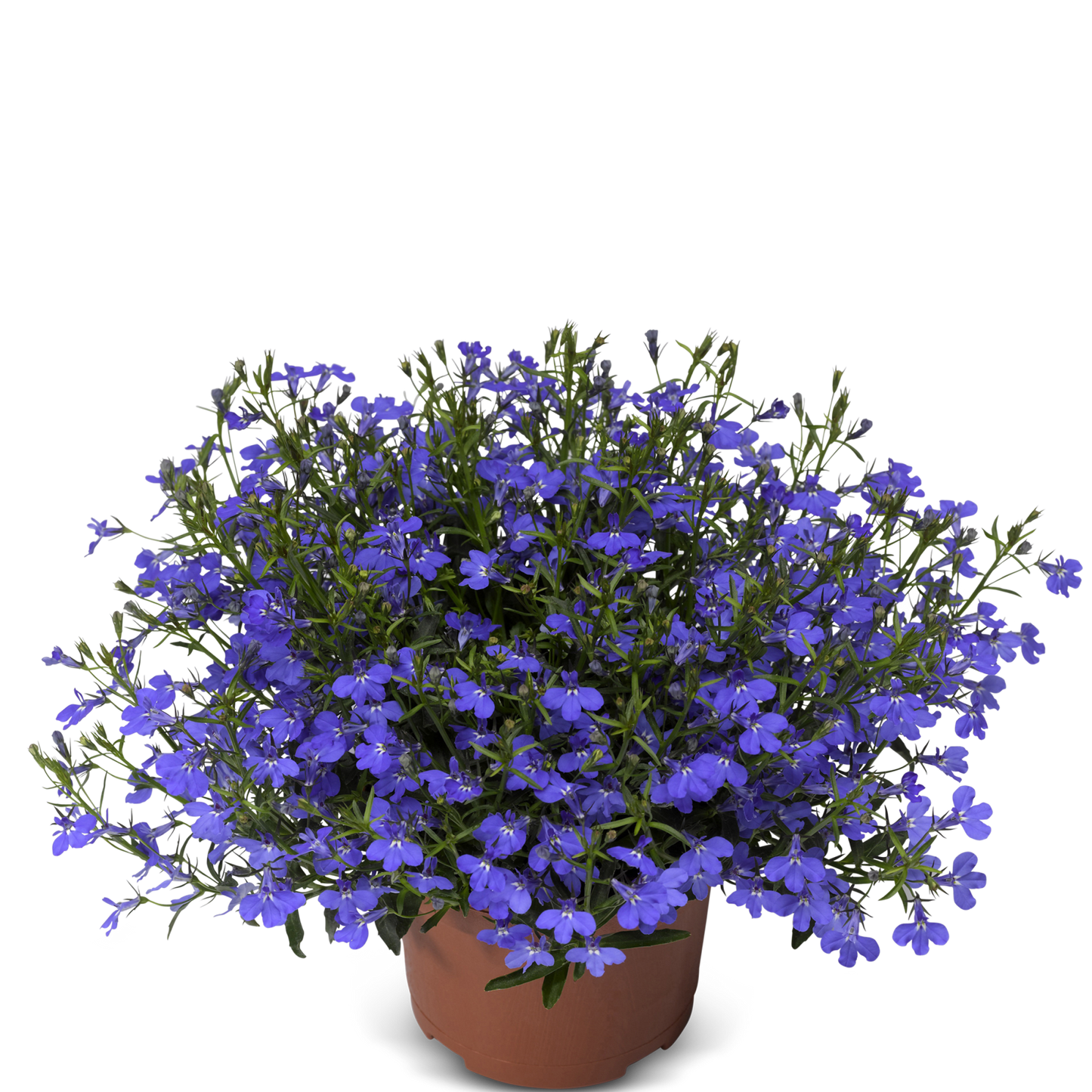 Lobelia (3,5") image 2