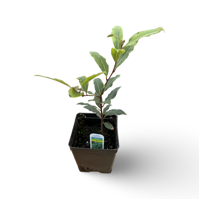 Laurier comestible (4,5") image 0