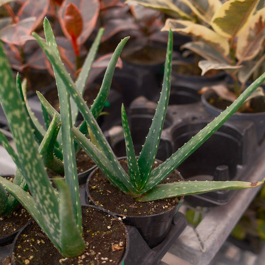 Aloe Vera (4.5")