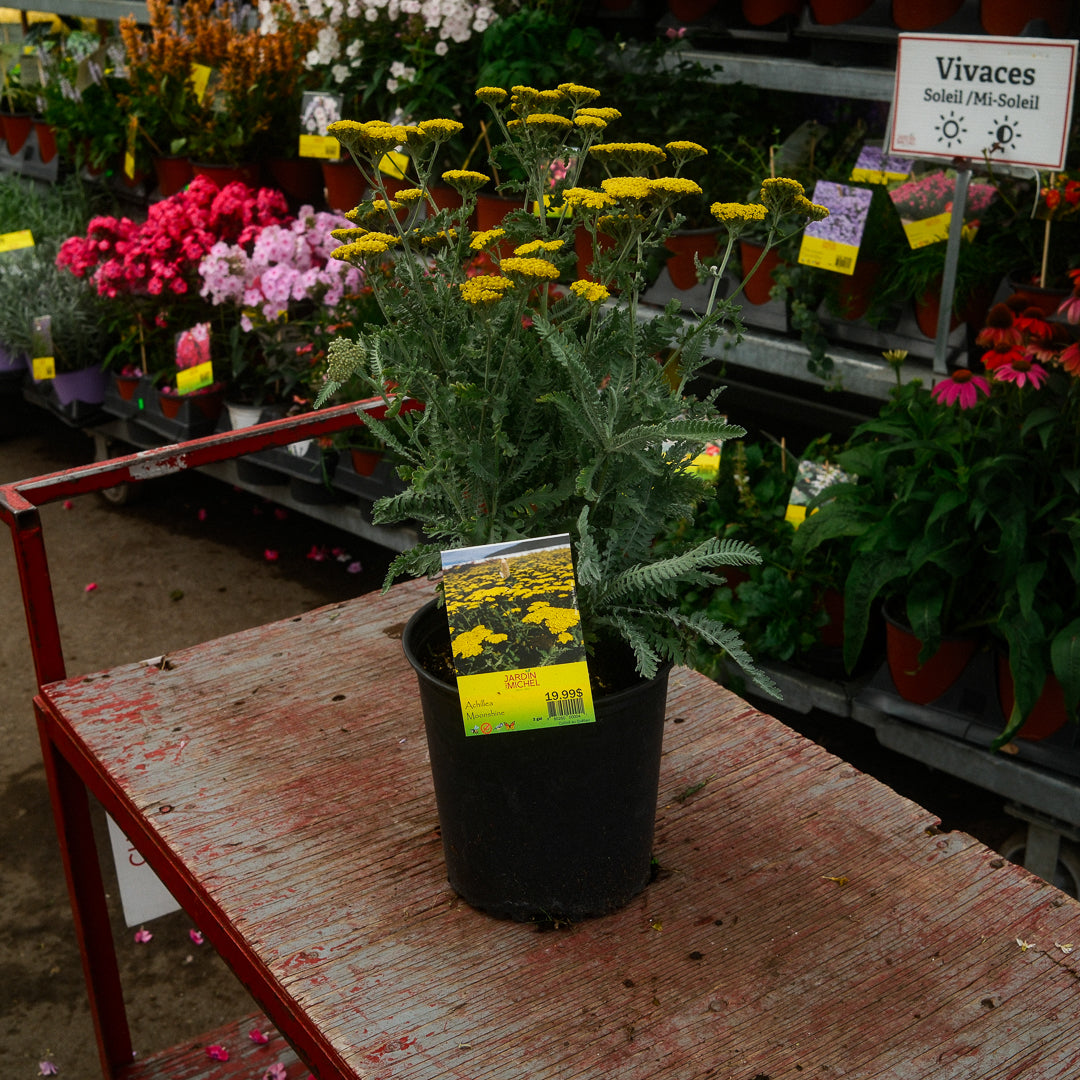 Achillea 'Moonshine' (6")