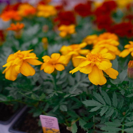 Marigold x 9