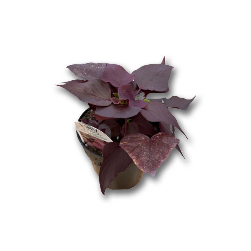 Ipomea bourgogne (3,5") image 0