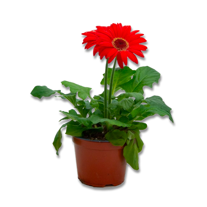 Gerbera (3,5") image 1