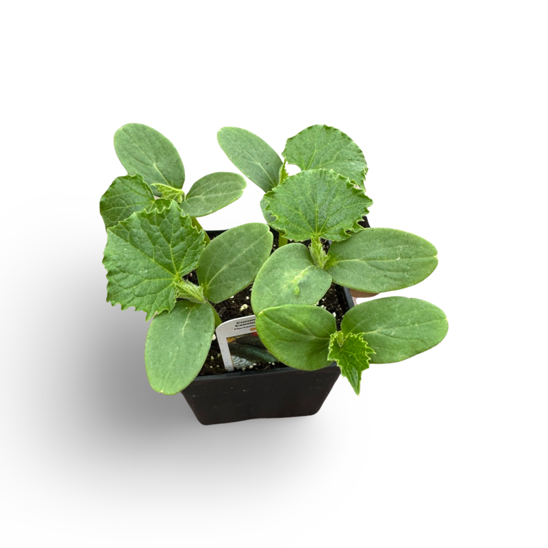 Concombres réguliers (3,5") image 0