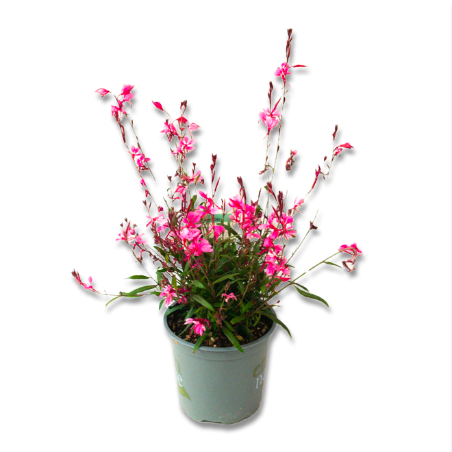 Gaura (3,5") image 0