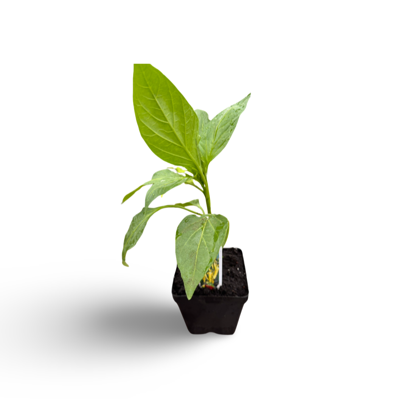 Piment banane (3,5”) image 0