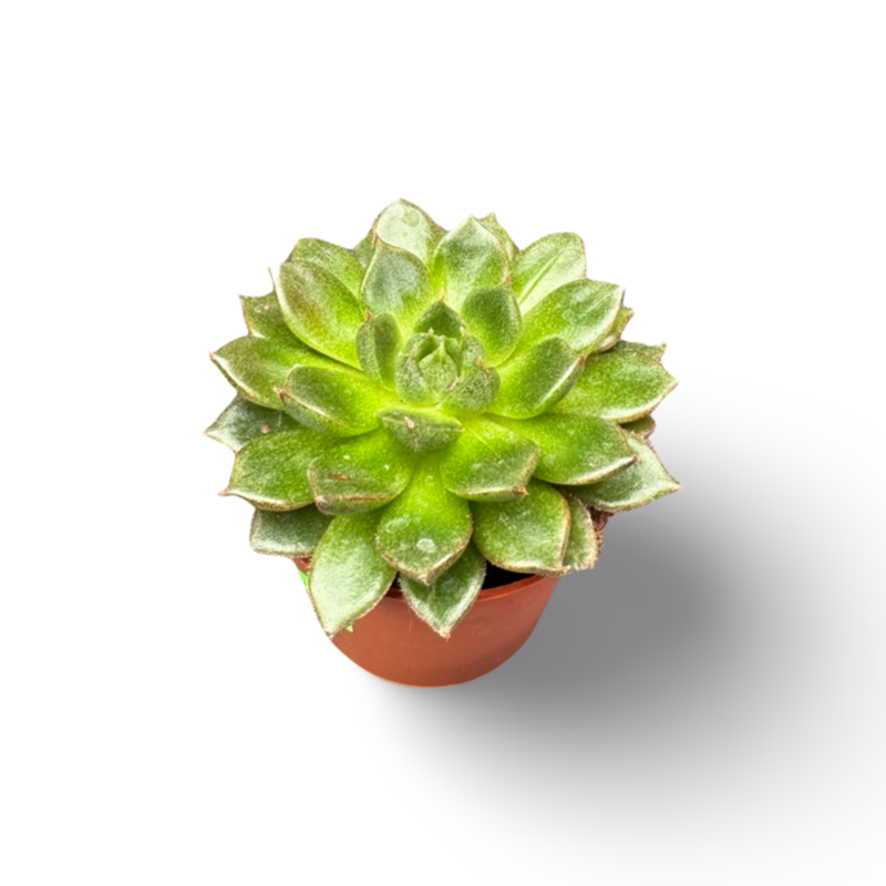 Dark green Echeveria (2")