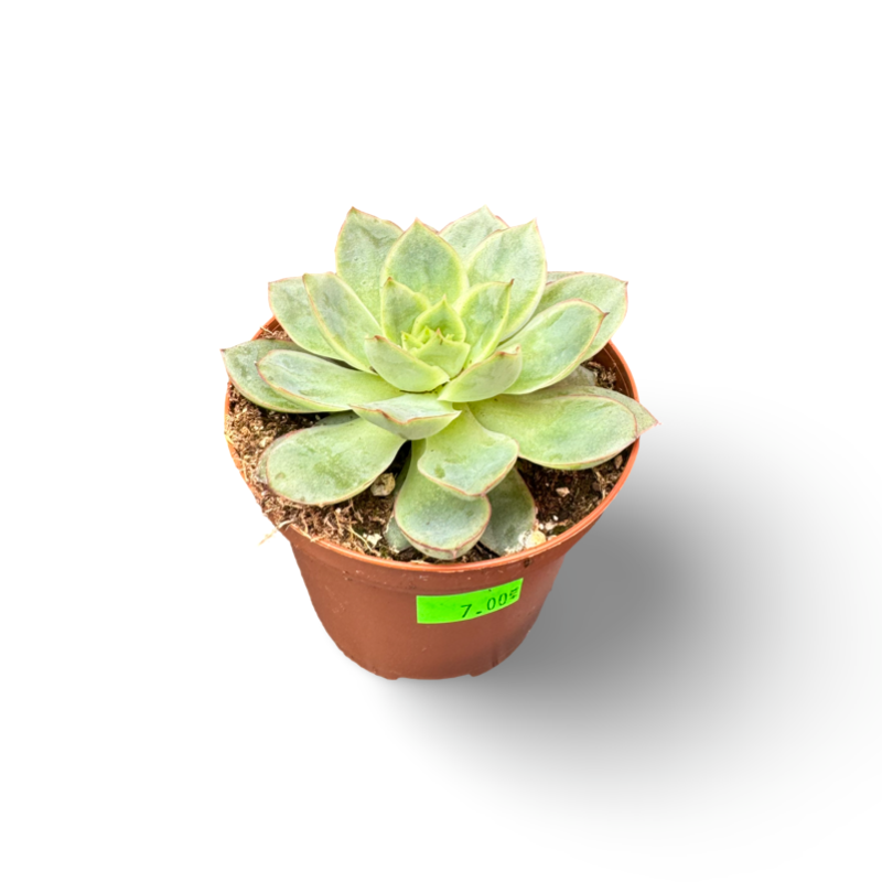 Echeveria vert (2")
