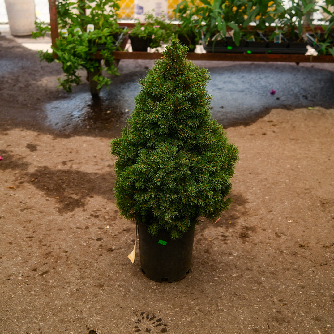 Dwarf Alberta Spruce (6")