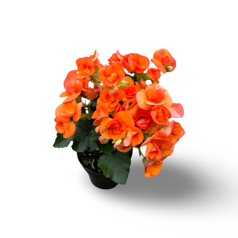 Begonia Reiger (3,5") image 6