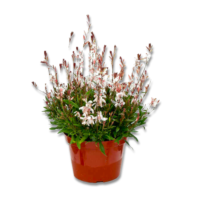 Gaura (3,5") image 1
