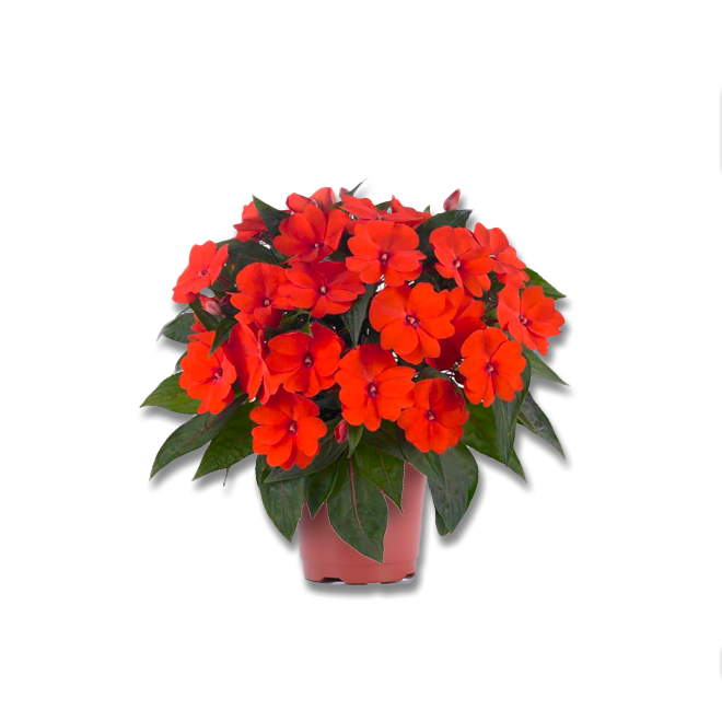 Impatience de Nouvelle-Guinée (3,5") image 0