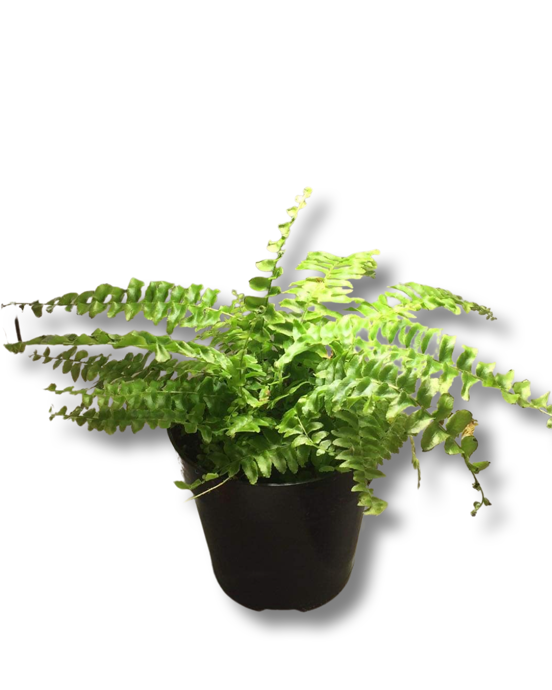 Boston Fern (3.5")