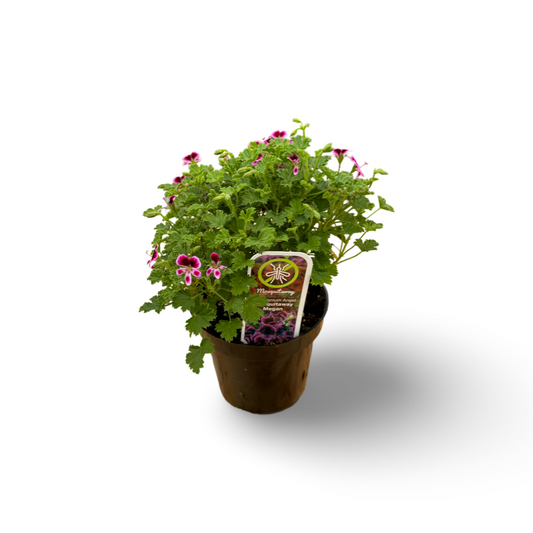 Lemon Geranium (3.5")