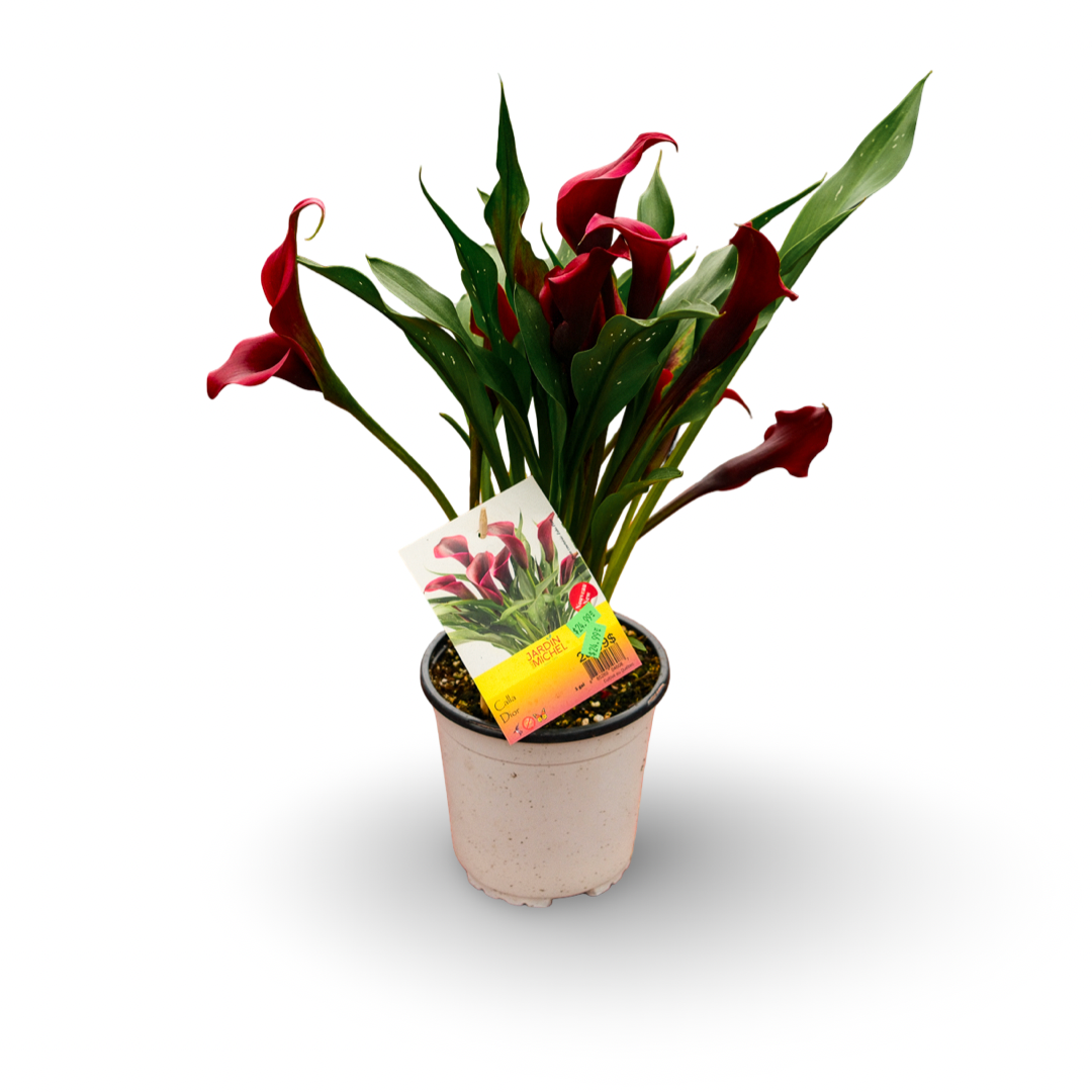 Lys de Calla (6")