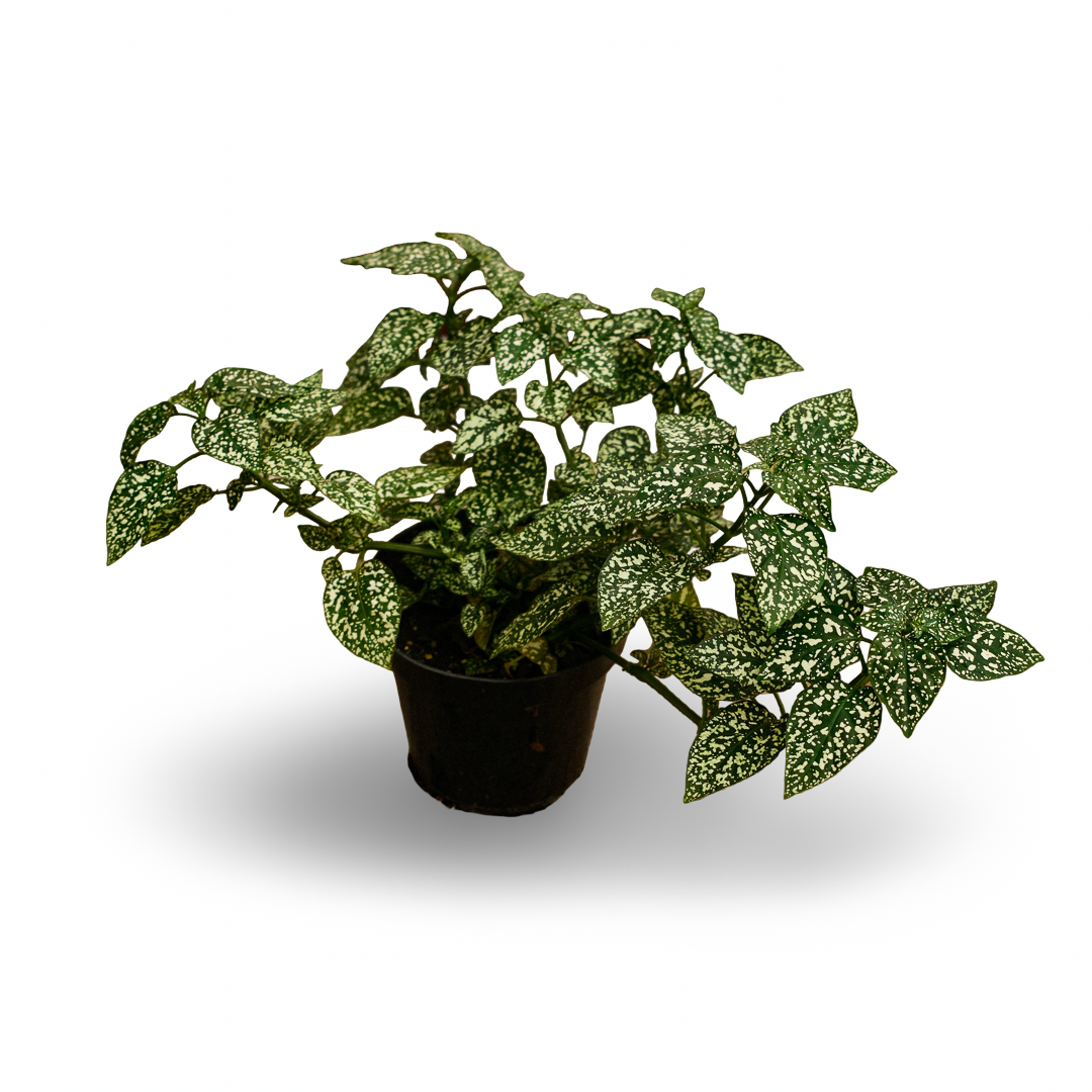 Hypoestes (4,5")