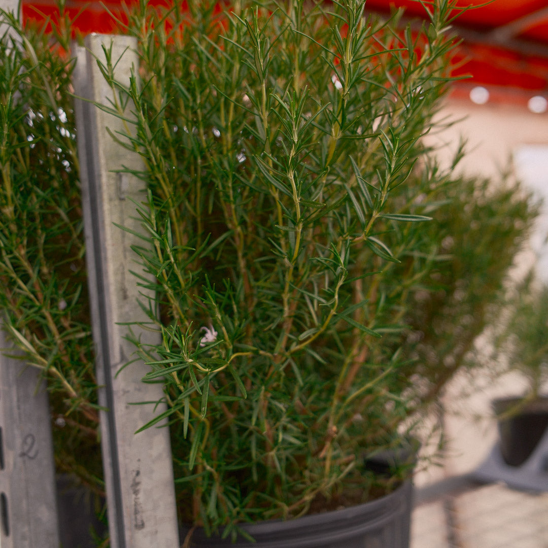 Rosemary (3.5")