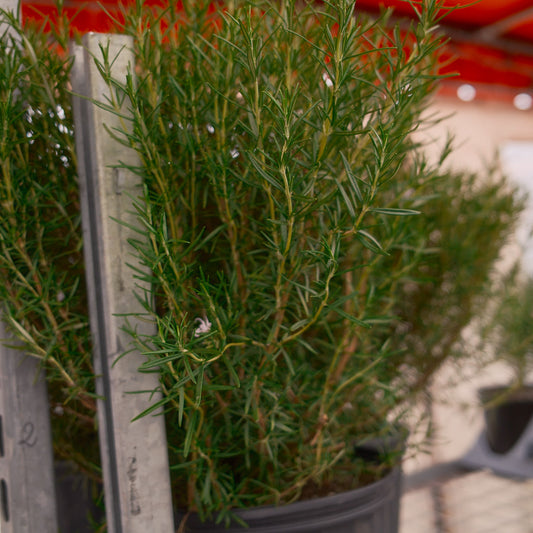 Rosemary (3.5")