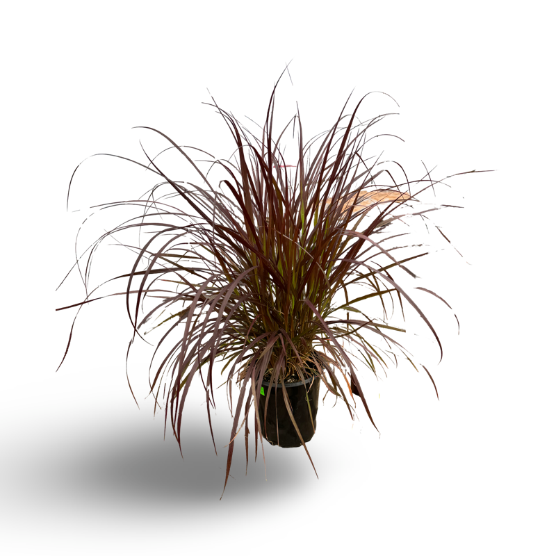 Pennisetum Rubrum (6")