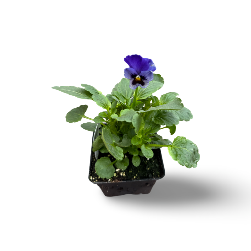 Edible Thought (3.5")