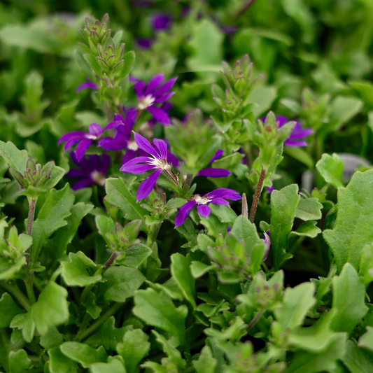 Scaevola (4,5")