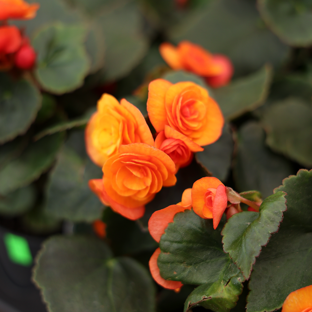 Begonia Reiger (4.5")