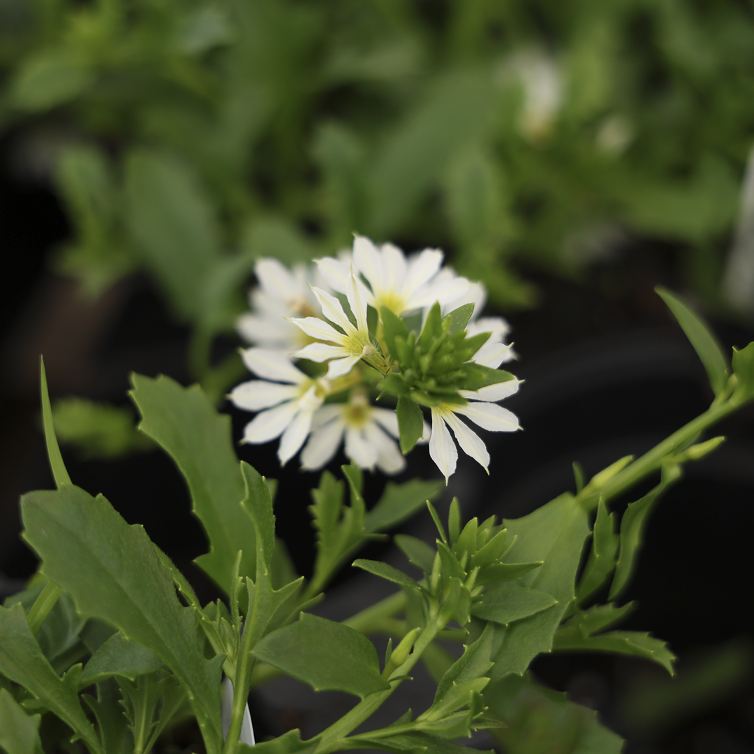 Scaevola (4,5")