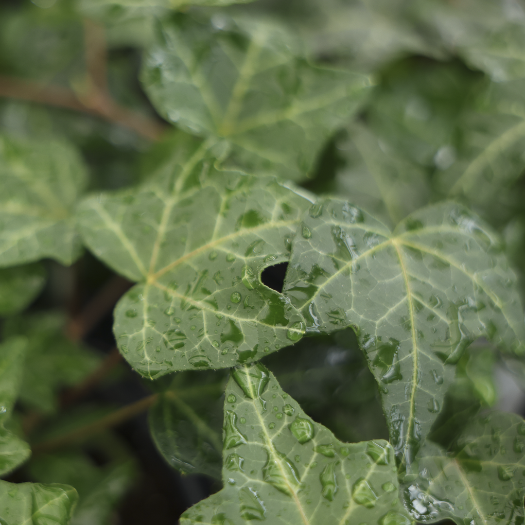 Hedera Helix (4,5")