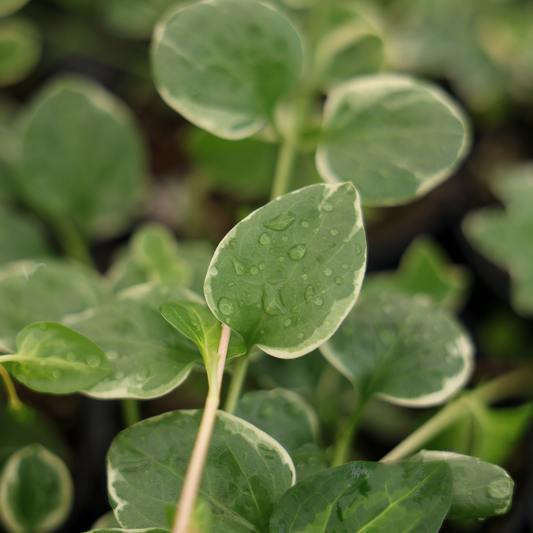 Vinca Major (4.5")