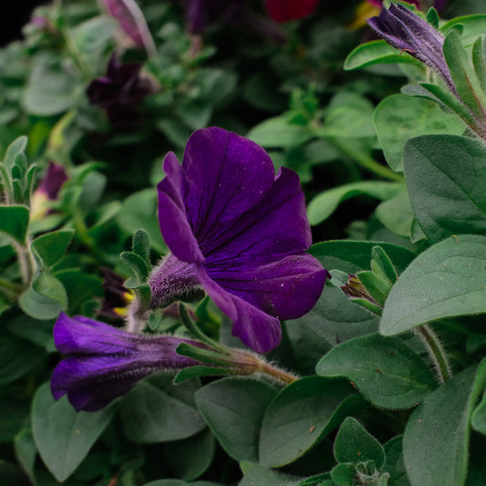 Trailing Petunia (4,5")