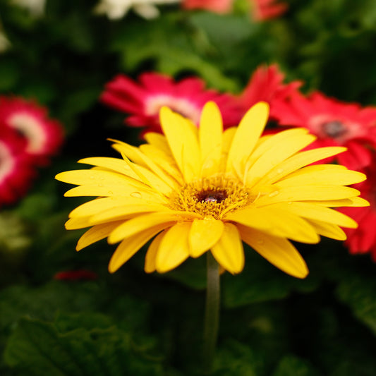 Gerbera (4.5")