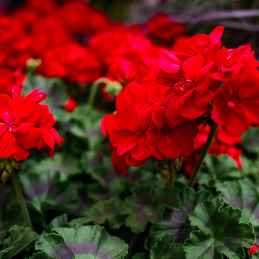 Geranium (4,5")