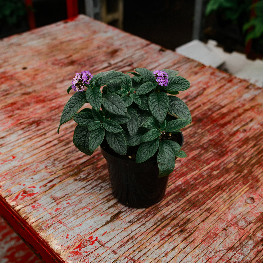 Heliotrope (4,5")