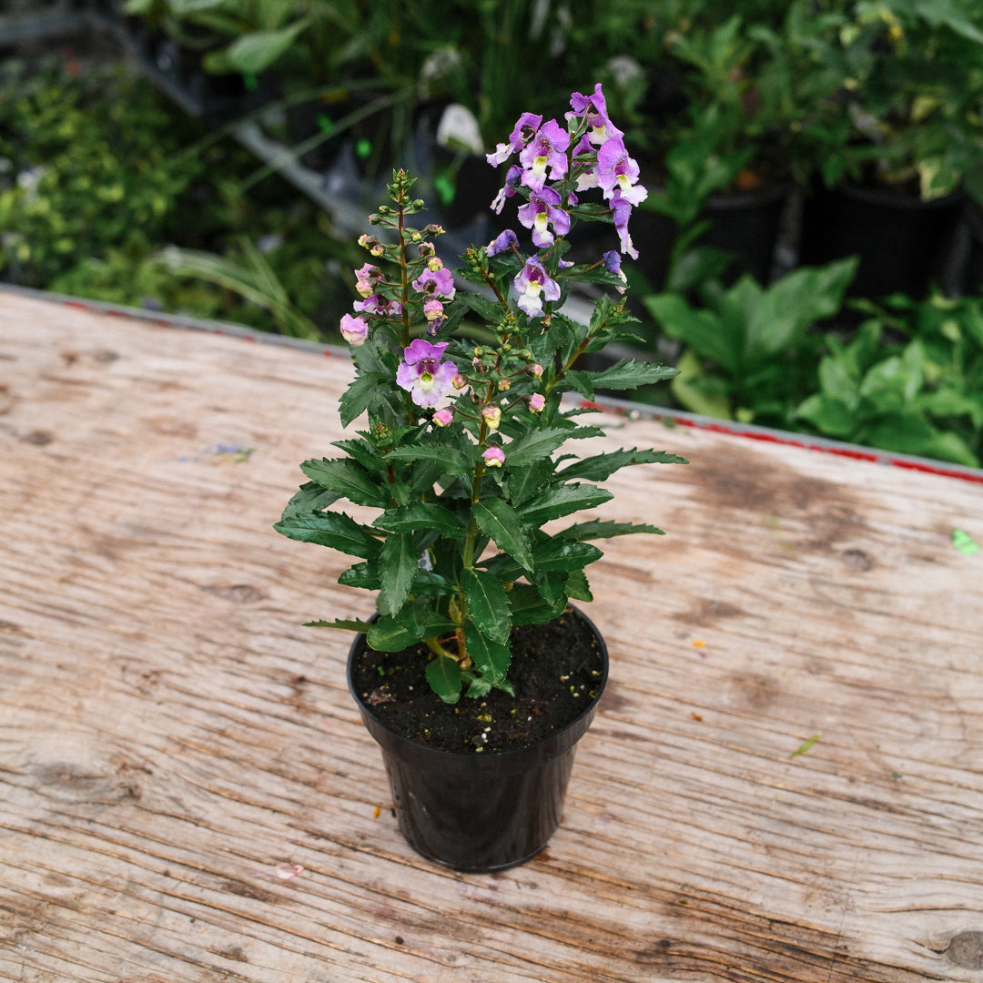 Angelonia (4.5")