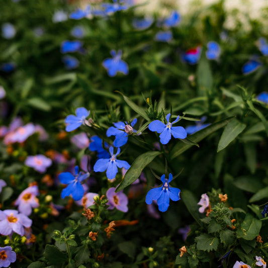 Lobelia (4.5")