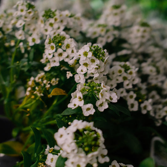 Sweet Alyssum (4,5")