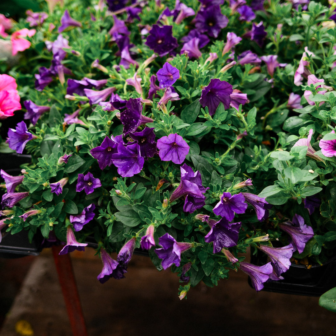 Pétunia cascade / Saint-Joseph (4,5")