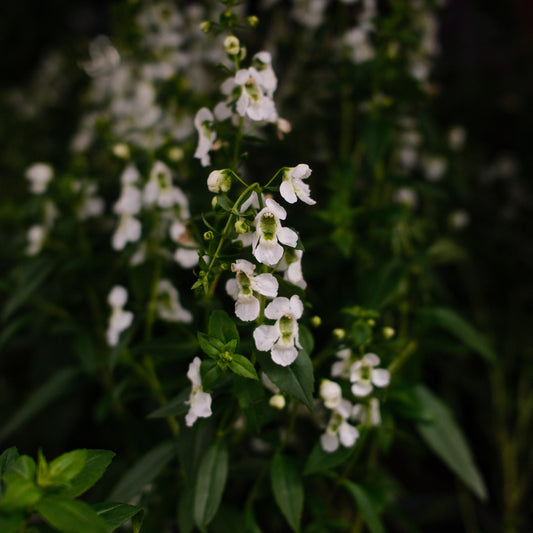 Angelonia (4.5")