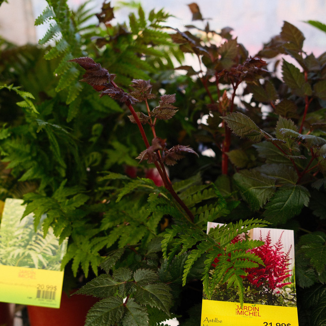 Astilbe (6")