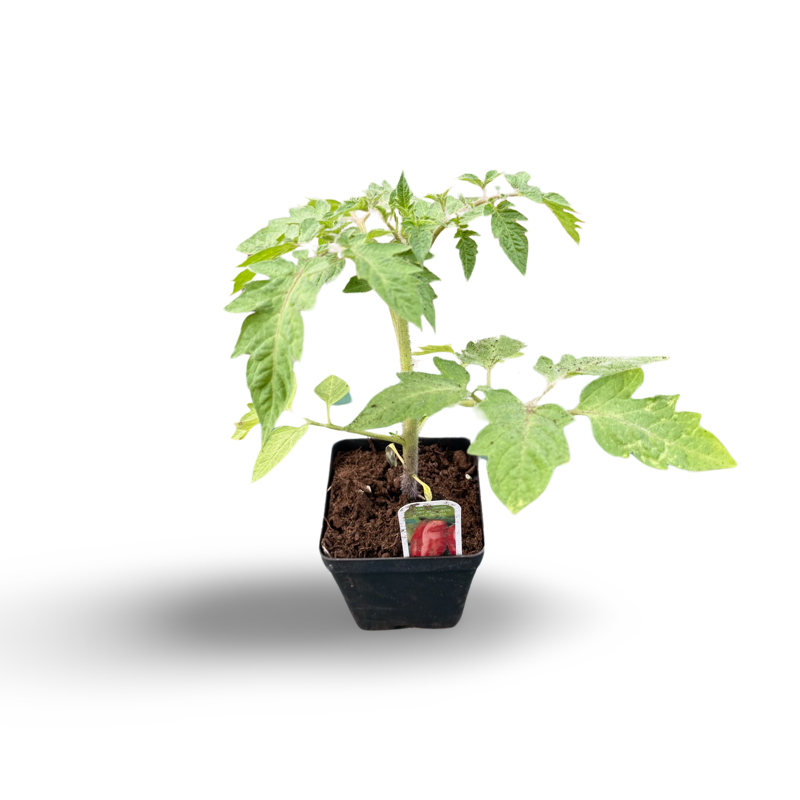 Italian San Marzano Tomato (3.5")