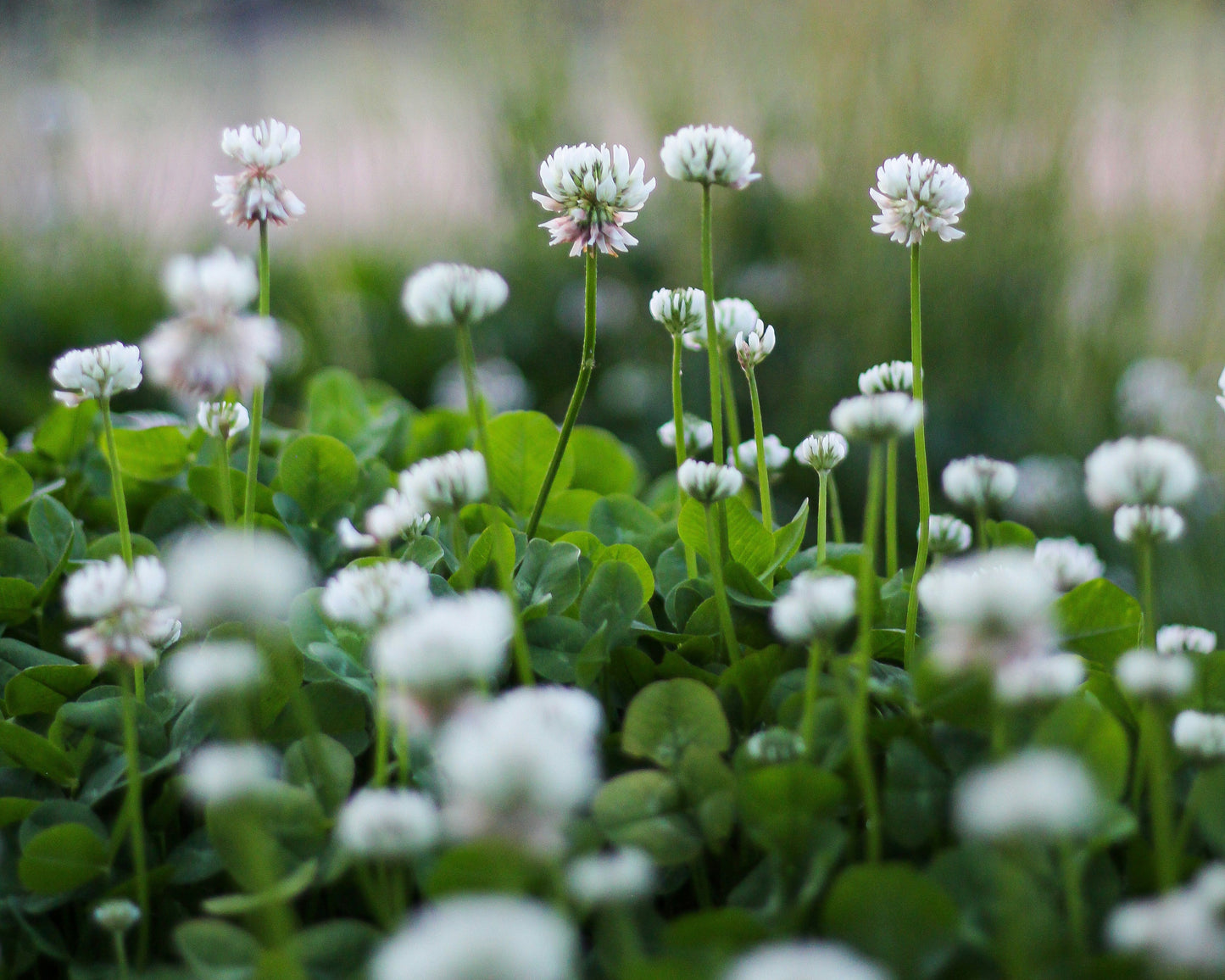 Herbionik™ Micro White Clover Pipolina