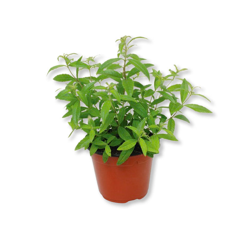 Verveine citronelle (3,5")