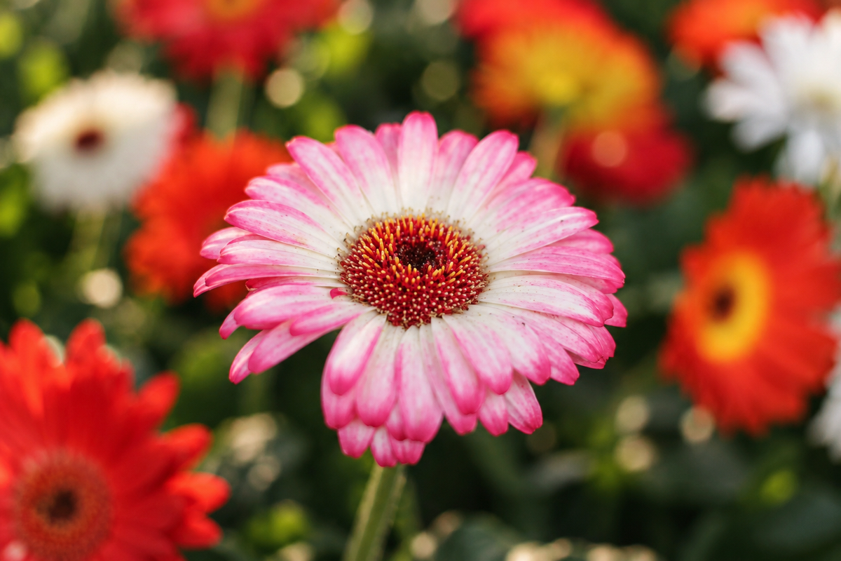 Fleurs annuelles