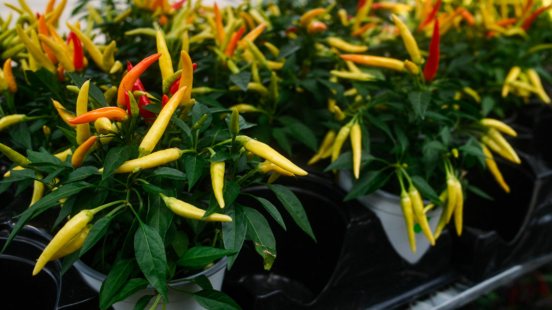 Piments