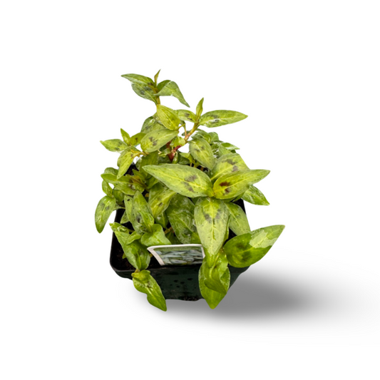 Coriandre vietnamienne (3,5") image 0