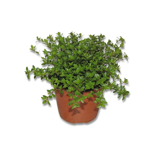 Sariette d'hiver (3,5") image 0