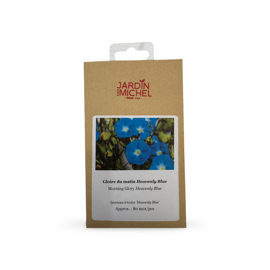 Morning Glory Seeds 