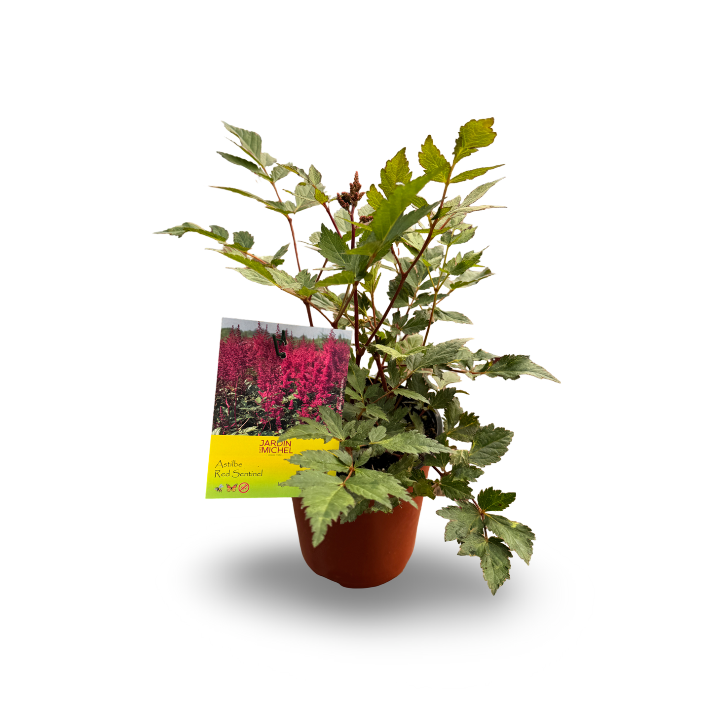 Astilbe (6")
