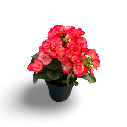 Begonia Reiger (3,5") image 5